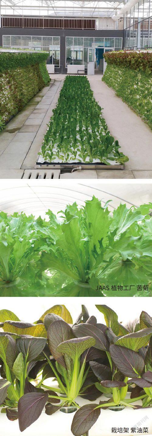 据江蘇省农业科学院农产品质量安全与营养研究所副研究员白红武博士
